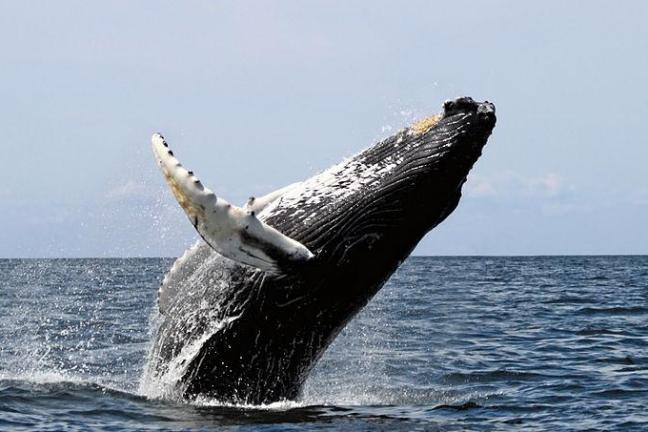 humpback whale breaching the water