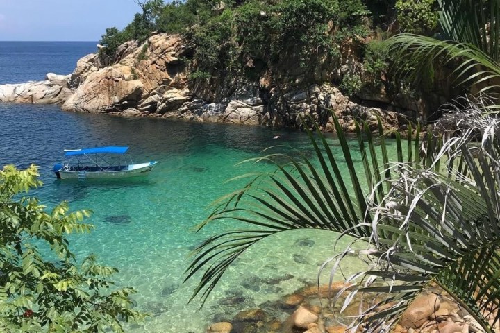 a group of palm trees next to a body of water