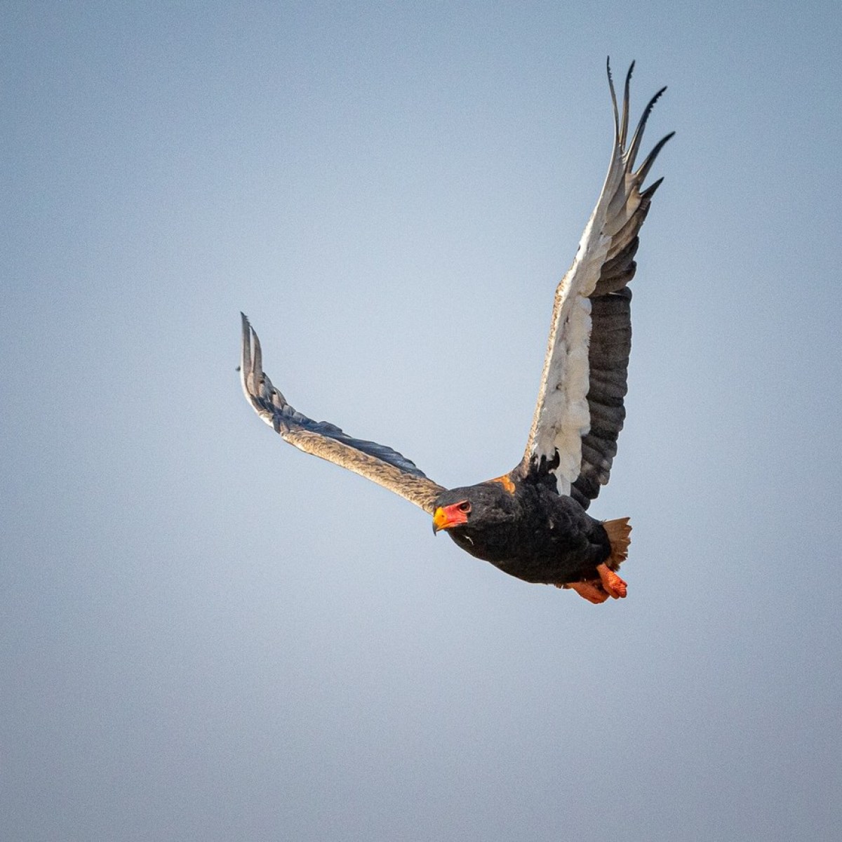 a bird flying in the sky