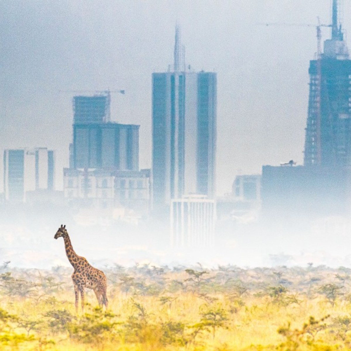 a couple of giraffe standing on top of a grass covered field