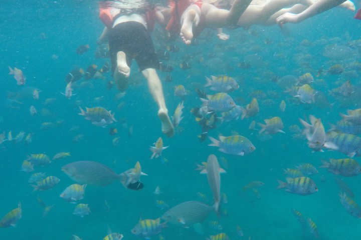 a group of people swimming in a pool of water