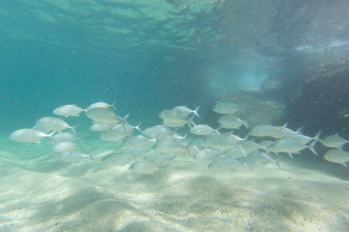 a fish swimming under water