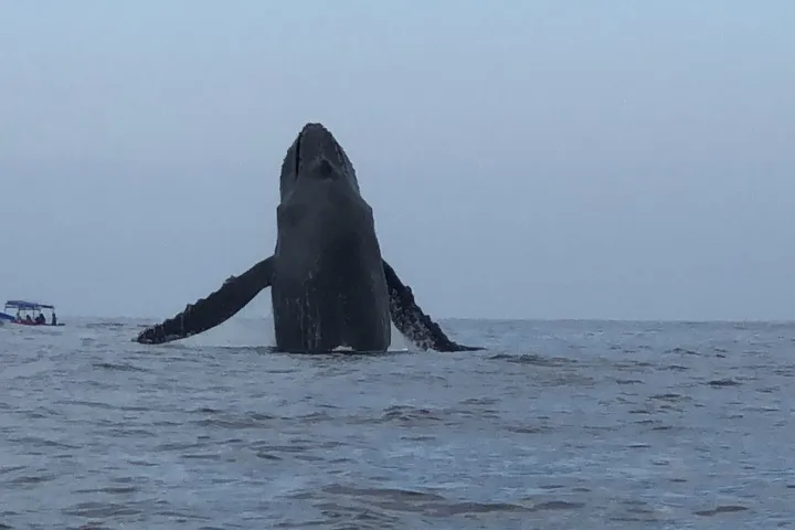a whale jumping out of the water