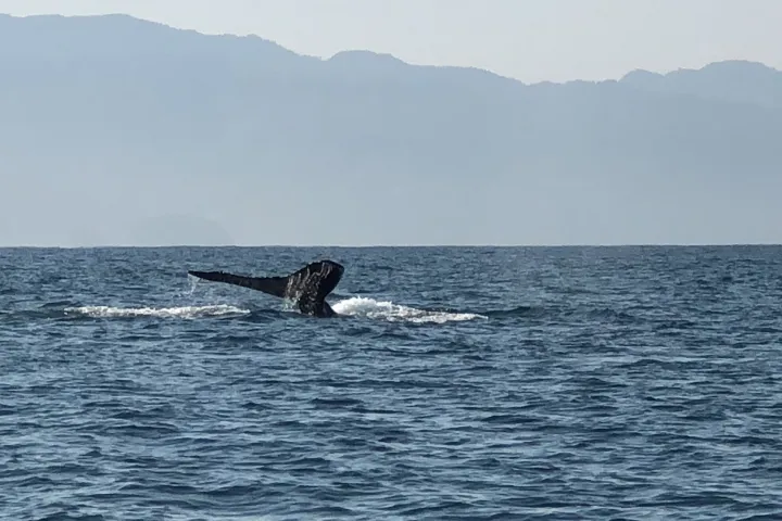 a whale jumping out of a body of water