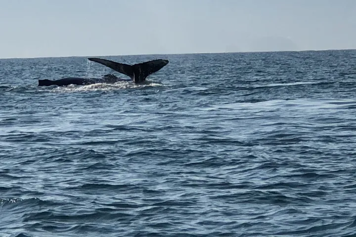 a whale jumping out of the water