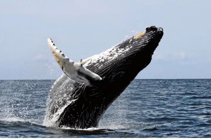 a whale jumping out of the water