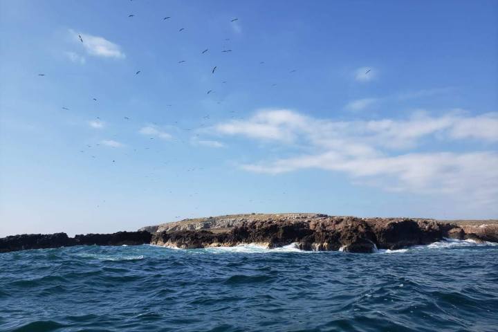 a flock of birds flying over a body of water