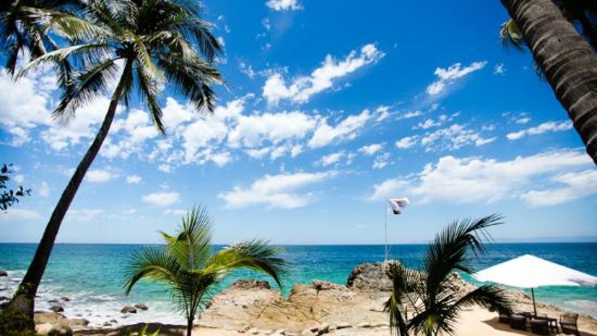 a beach with a palm tree