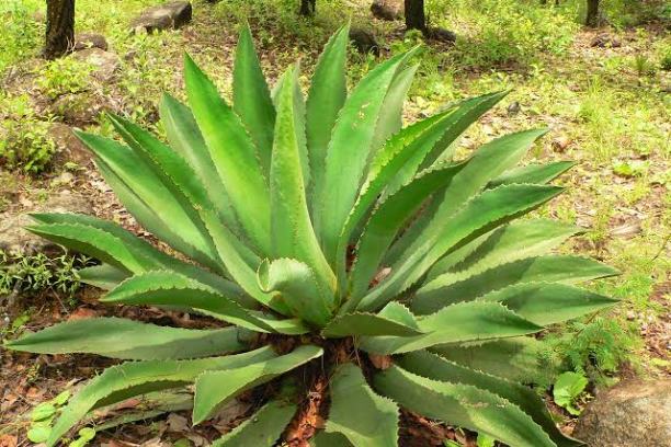 a green plant in a forest