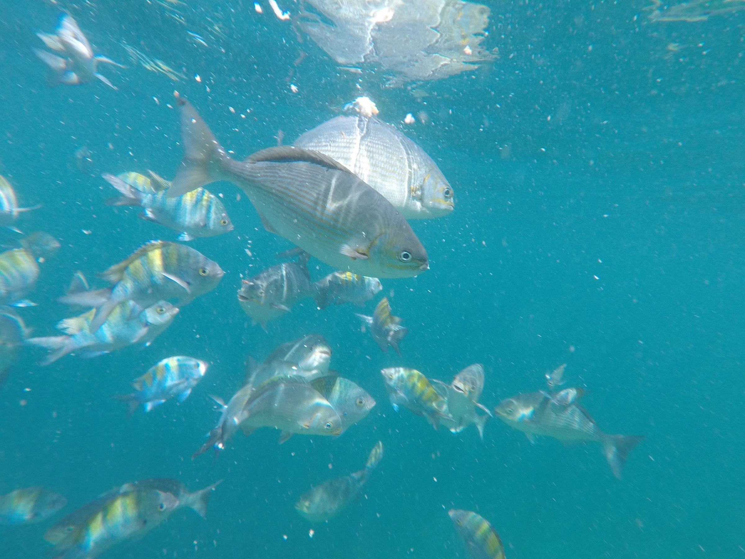 Underwater view of various fish swimming in clear water.