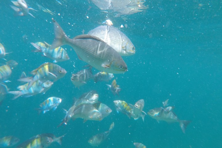 Underwater view of various fish swimming in clear water.